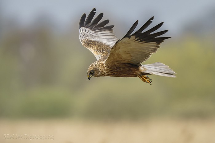 Marsh Harrier