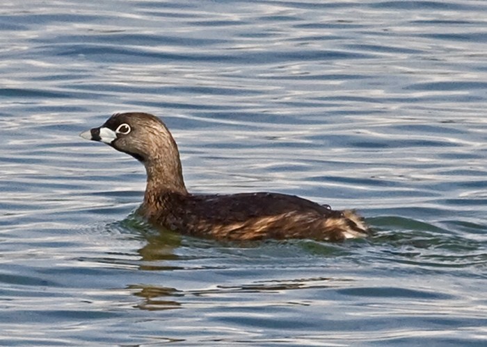 Pied-billed Grebe