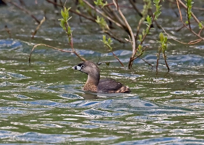 Pied-billed Grebe