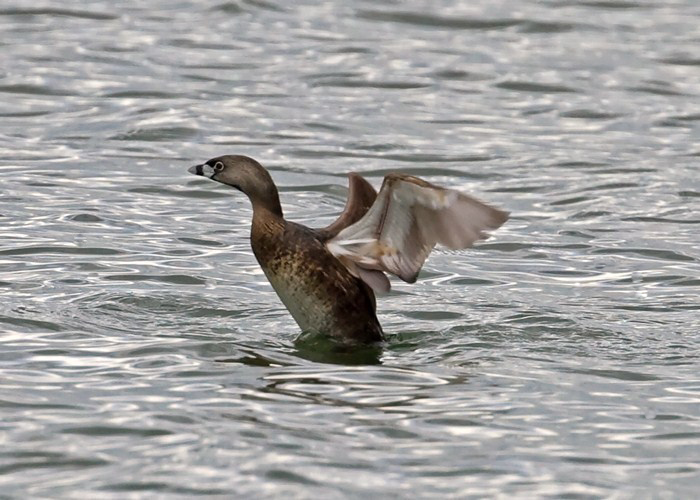 Pied-billed Grebe