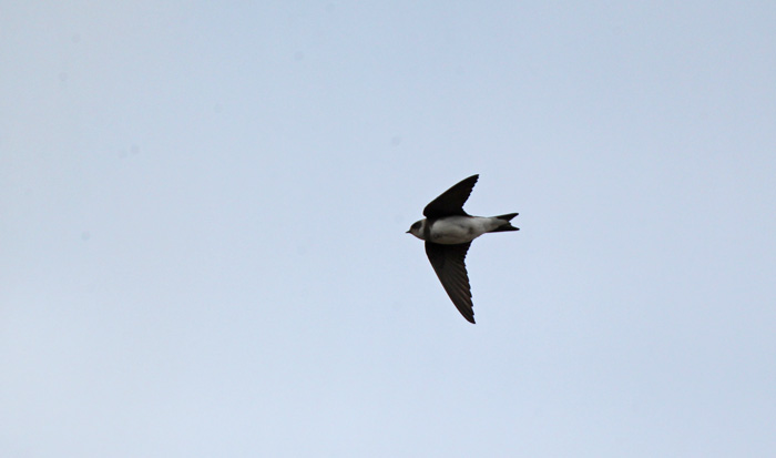 Sand Martin