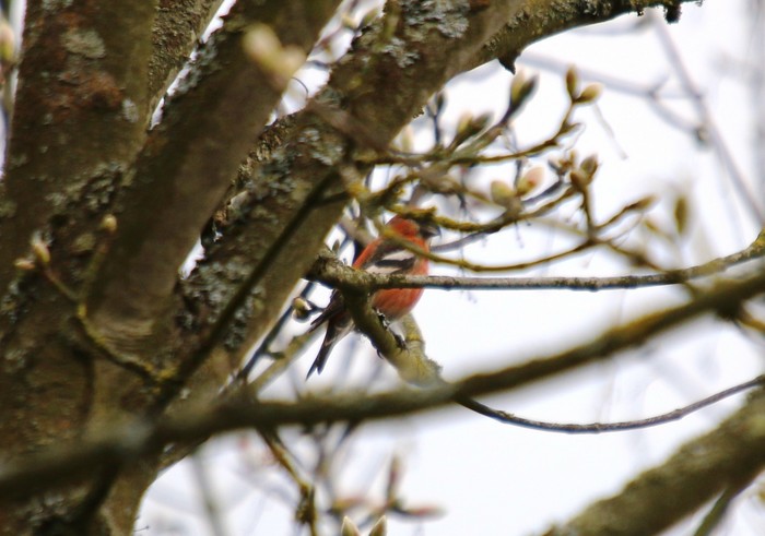 Two-barred Crossbill