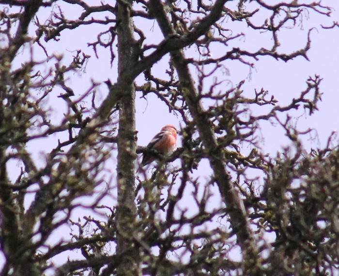 Two-barred Crossbill