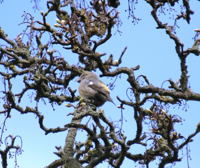 Two-barred Crossbill
