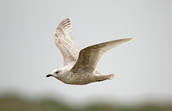 Kumlien's Gull