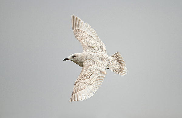 Kumlien's Gull
