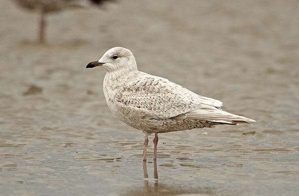 Kumlien's Gull