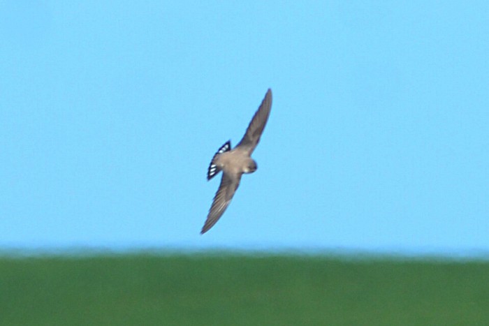 Crag Martin