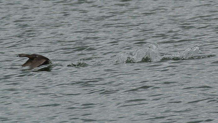 Pied-billed Grebe