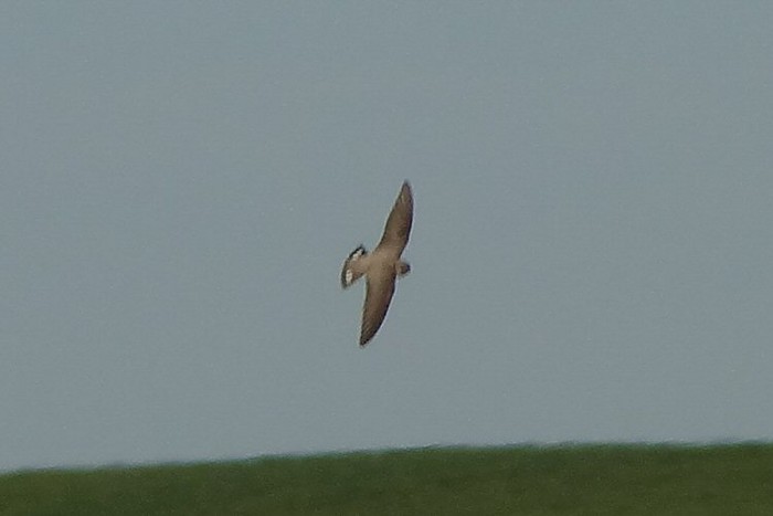 Crag Martin