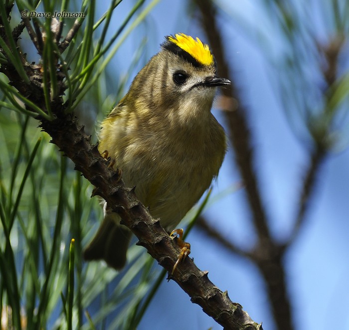 Goldcrest