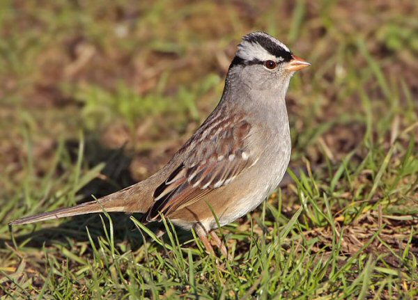 White-crowned Sparrow