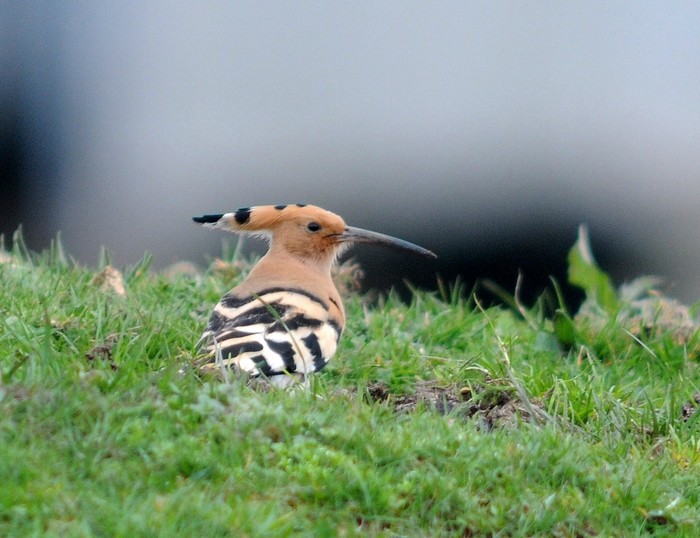 Hoopoe