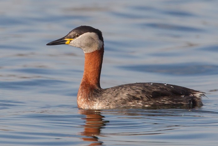 Red-necked Grebe