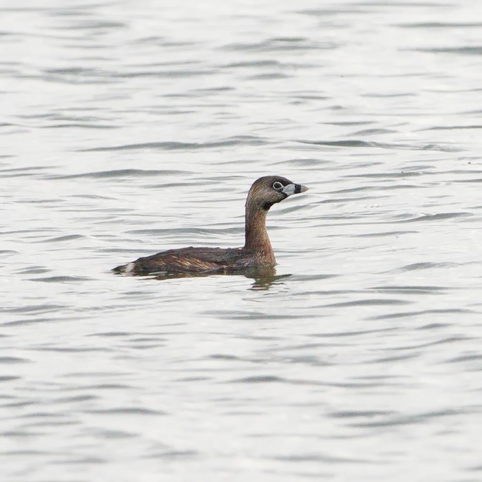 Pied-billed Grebe
