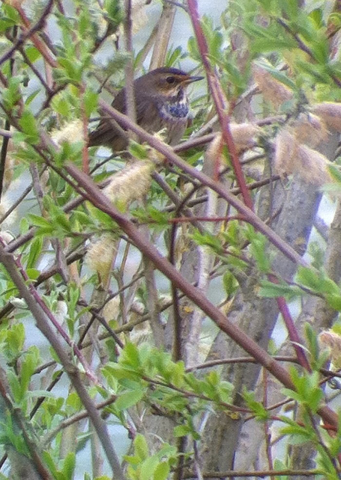 Bluethroat