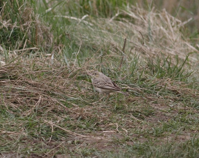 Tawny Pipit