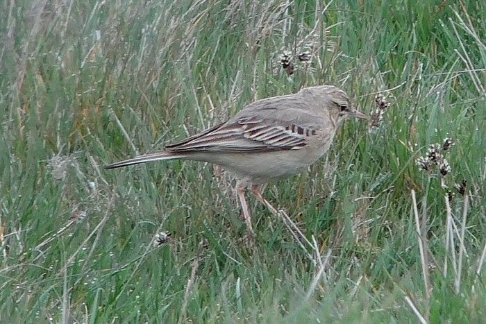 Tawny Pipit