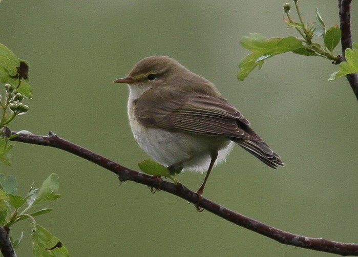 Willow Warbler