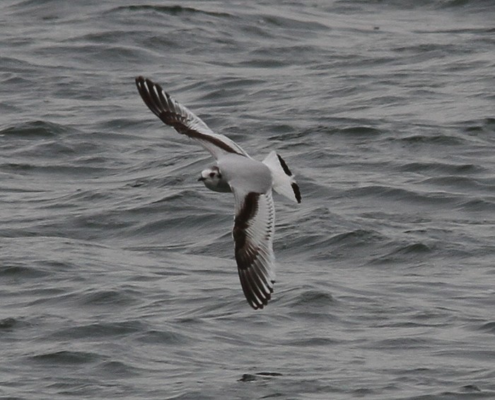 Little Gull