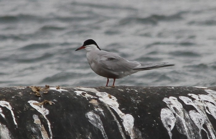 Common Tern