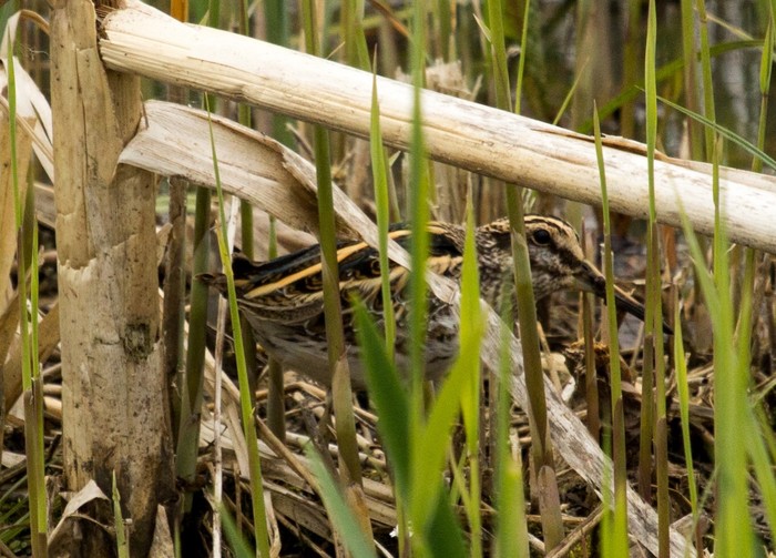 Jack Snipe