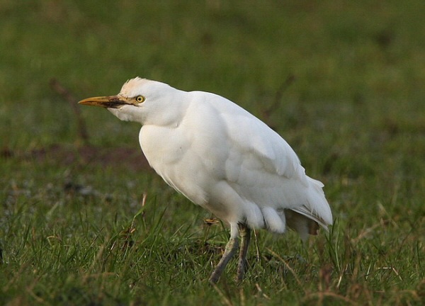 Cattle Egret