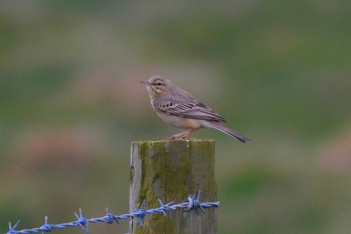 Tawny Pipit