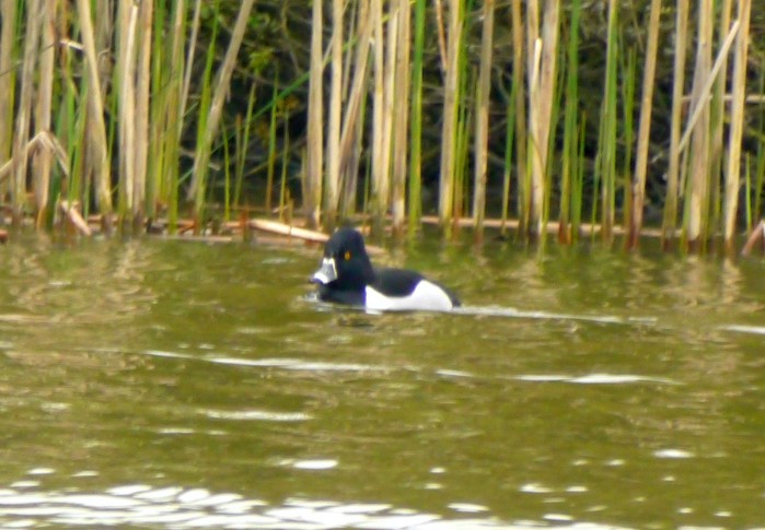 Ring-necked Duck