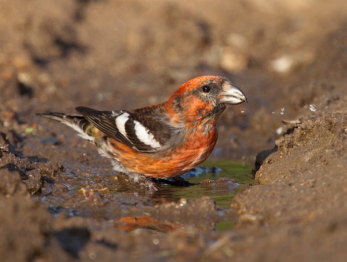 Two-barred Crossbill