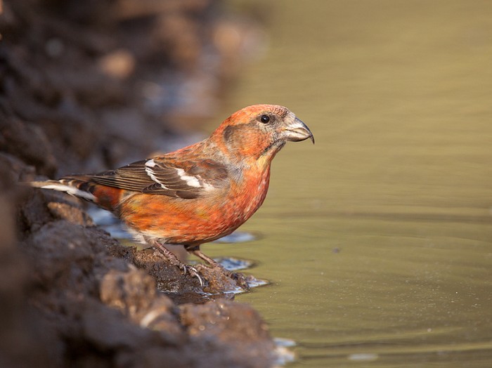 Two-barred Crossbill