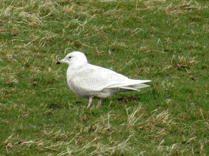 Iceland Gull