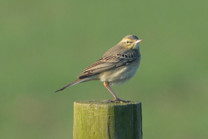Tawny Pipit