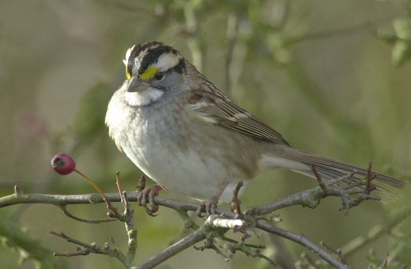 White-throated Sparrow
