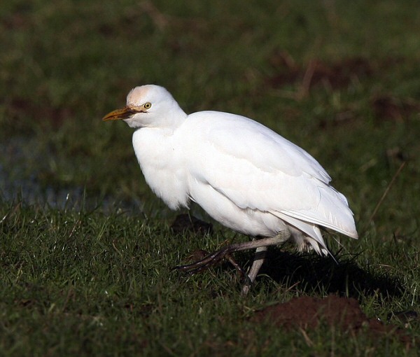 Cattle Egret