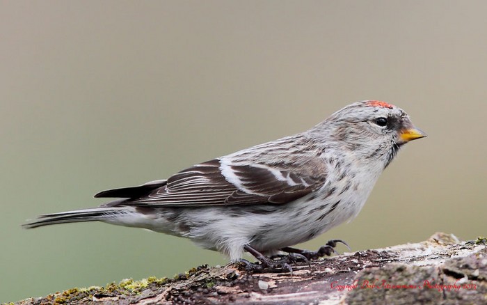 Coues's Arctic Redpoll