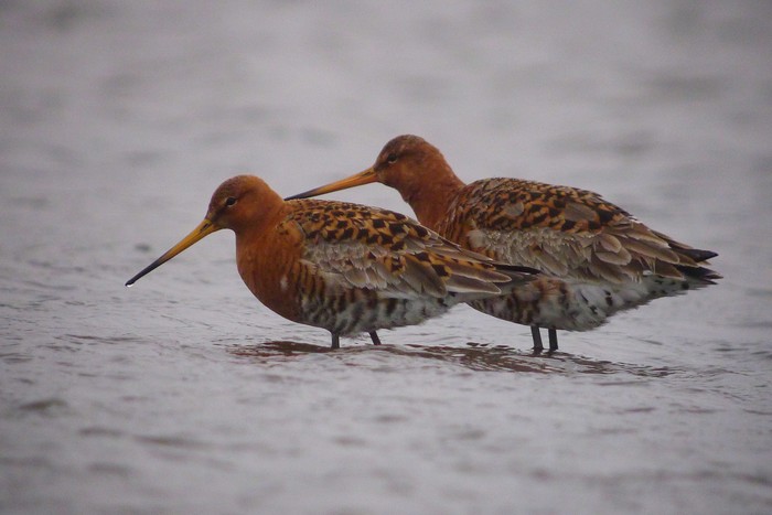 Icelandic Black-tailed Godwit