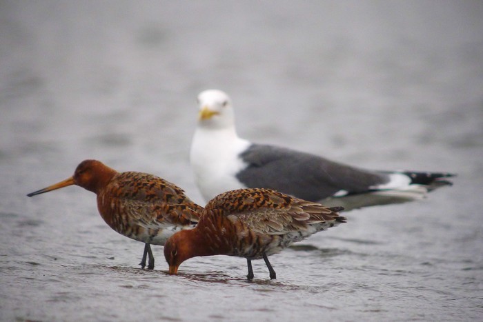 Icelandic Black-tailed Godwit