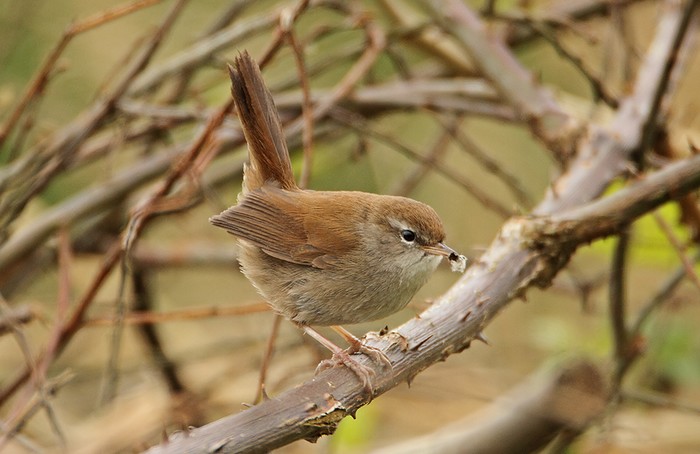 Cetti's Warbler