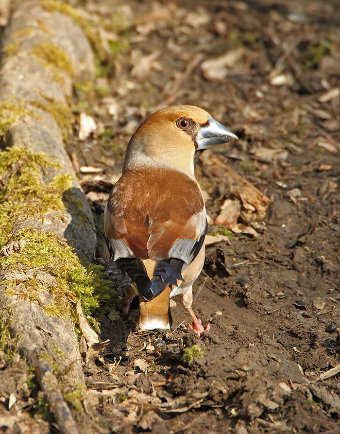 Hawfinch