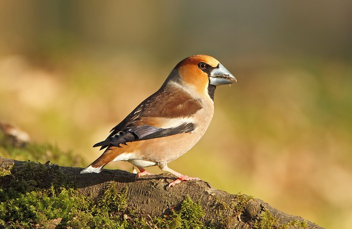 Hawfinch