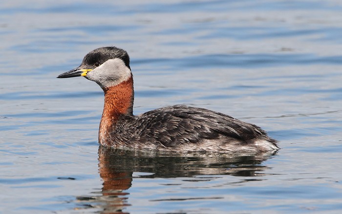 Red-necked Grebe