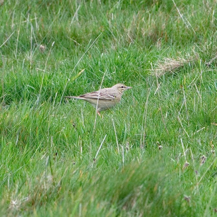 Tawny Pipit