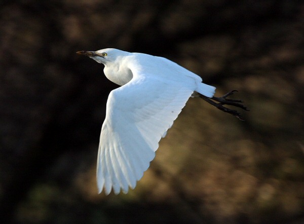 Cattle Egret
