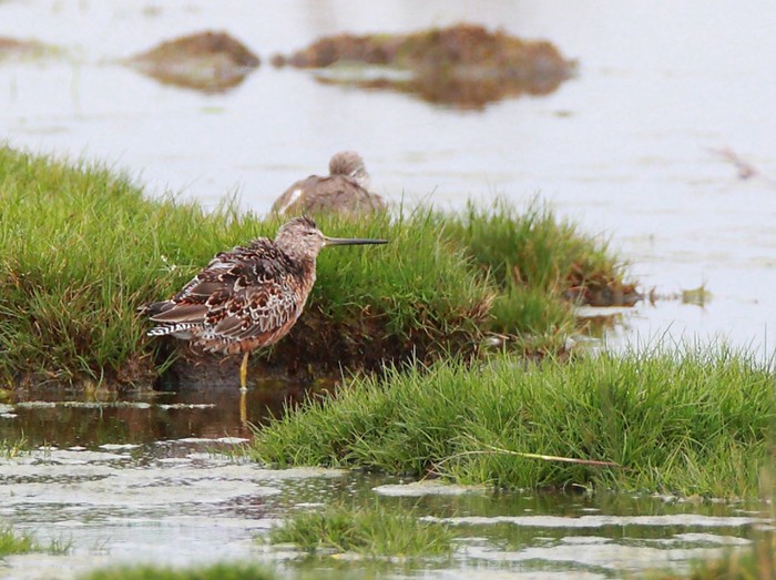 Long-billed Dowitcher