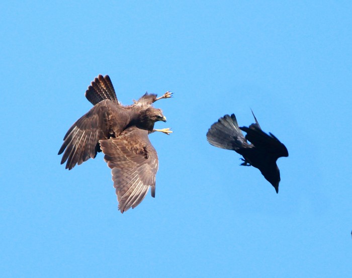 Buzzard