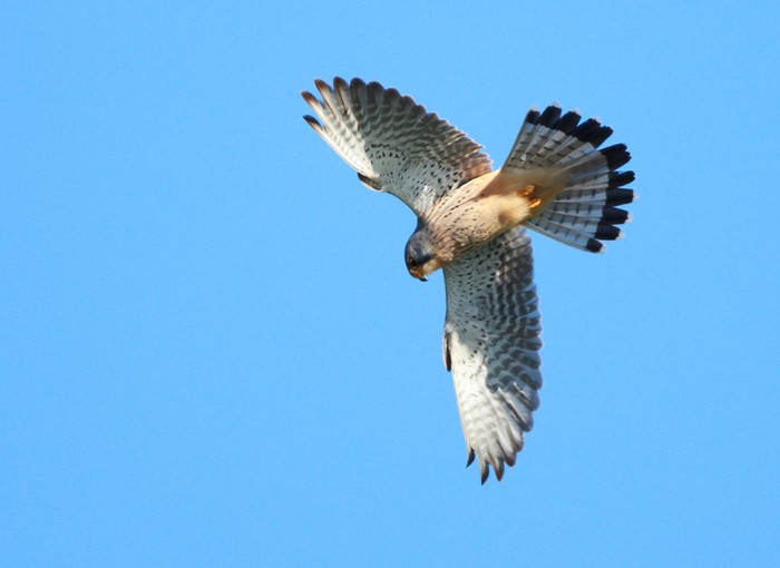 Kestrel