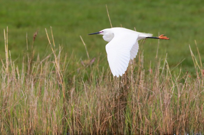 Little Egret