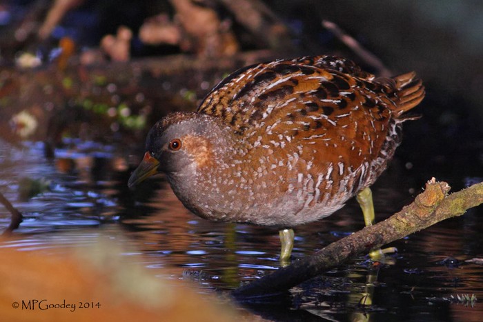 Spotted Crake