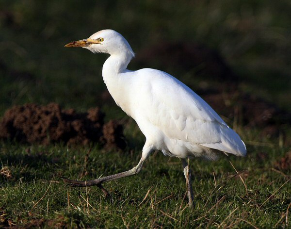Cattle Egret